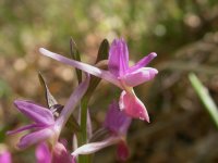 dactylorhiza-romana-020505.jpg