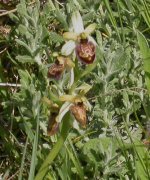 ophrys-sp-020505.jpg