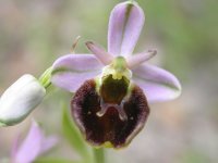 ophrys-sp2-030505.jpg