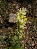 orchis-provincialis-050505.jpg