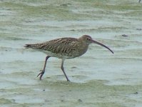 Farlington Marshes 14th Sept 2005 113a.jpg