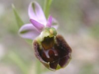 ophrys-sp3-030505.jpg