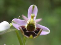 ophrys-sp4-030505.jpg