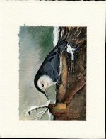 Whitebreasted Nuthatch.jpg