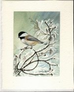 Blackcapped Chickadee.jpg