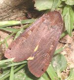 Large-yellow_underwing-dark.jpg