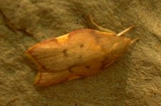 moth 003.jpg