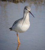 spotshank2.jpg