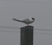 Common Tern RVCP 28th July 05 (Pana) filtered.jpg