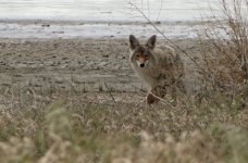 Coyote - Antelope Island Causeway - SLC Ut - EMAIL.jpg