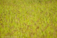 JAY_8228 Grasses.jpg