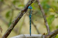 Southern-Migrant-Hawker-2--Hadleigh - Copy.jpg