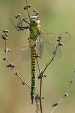 Southern-Migrant-Hawker-(Imm)--Hadleigh.jpg