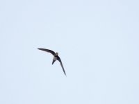 IMG_3734_Alpine Swift.jpg