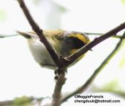 black faced warbler.jpg