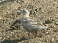 Beddington Farm Glaucous winged Gull 1.jpg