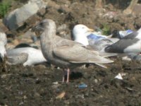 Beddington Farm Glaucous winged Gull 2.jpg