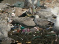 Beddington Farm Glaucous winged Gull 6.jpg