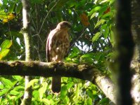 Hawk_Sinharaja_060810b.jpg