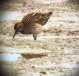 Sharp-tailed Sandpiper 008.jpg