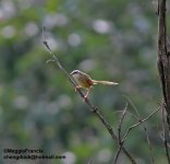 Rufous-tailed Babbler.jpg