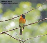 Slaty backed flycatcher.jpg