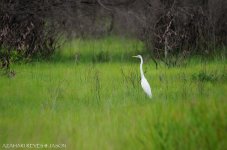 JAY_8893 Great Egret.jpg