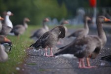 greylag9b.jpg