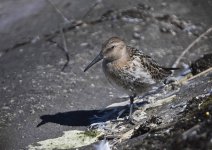 Baby Dunlin 2.jpg