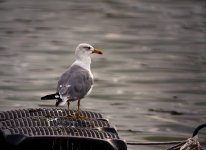 Yellow Legged Gull 2.jpg