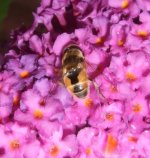 Eristalis arbustorum.jpg