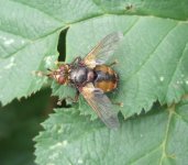 Tachina fera.jpg