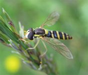 HOVERFLY BF 01.jpg