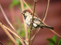 House Sparrow 001N.jpg