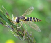 HOVERFLY BF 02.jpg