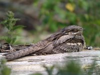 Nightjar04062009900.jpg