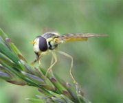 HOVERFLY BF 03.jpg