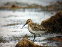 Dunlin 001N.jpg