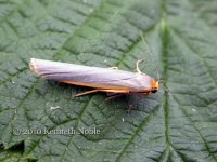 scarce footman ex10407 (800).jpg