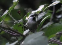 Great Ridings Wood Marsh Tit 1.jpg