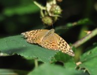 Great Ridings Wood Silver Washed Fritillary  1.jpg