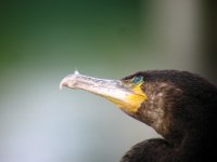 Cormorant 006N.jpg