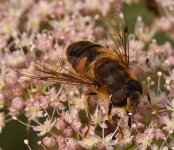 Eristalis front BF.jpg