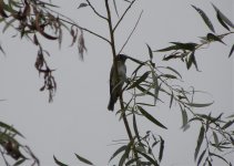 Dark-sided Flycatcher 77777.jpg