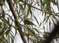 Eastern Crowned Warbler 7777.jpg