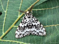 Black Arches 12.jpg