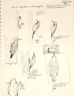 103-0120-PAN-NOFLlifeSketches-Sep8,10-WS.jpg