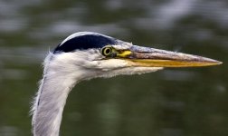 Heron 2 100pc crop.jpg