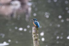 Kingfisher 2.jpg