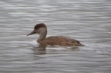 Beddington Farm Red crested Pochard  1.jpg